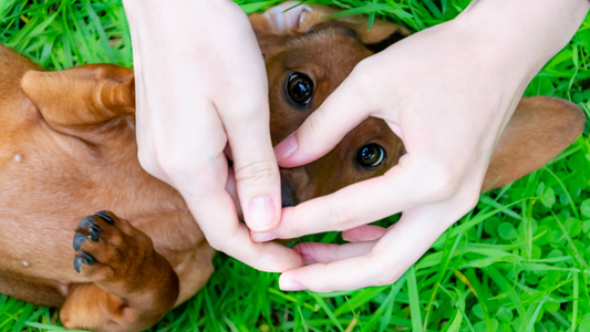 The Playful and Funny Nature of Dachshunds