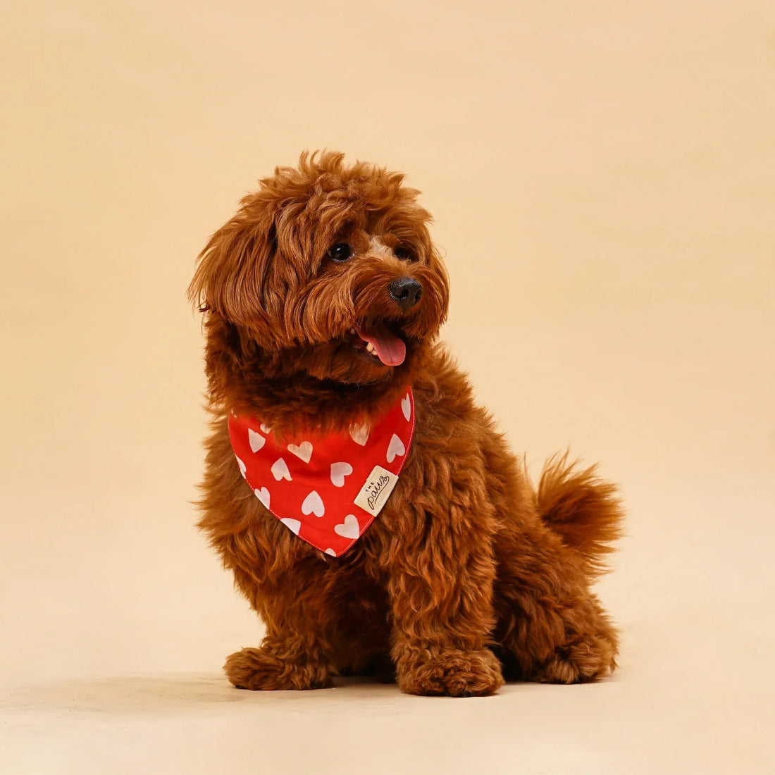 Celebra San Valentín con Estilo: Bandanas Adorables y Paseos Especiales para Tu Perro 💖