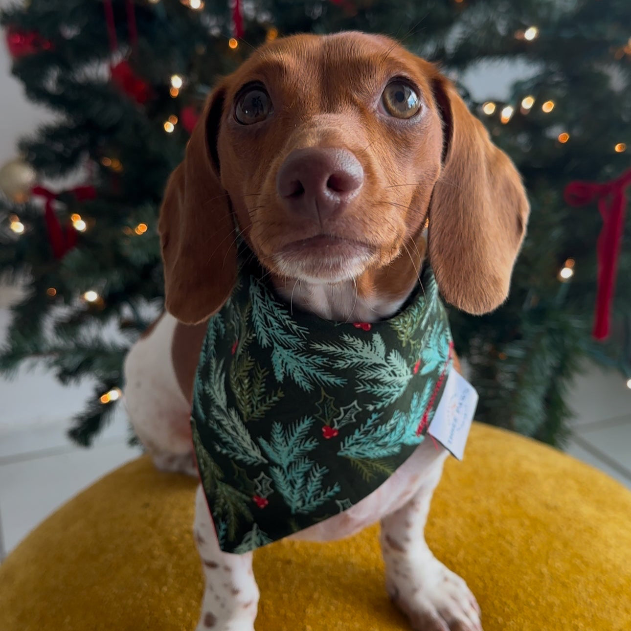 Christmas Tree Dog Bandana