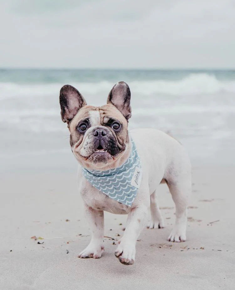 Perfect wave- Bandana