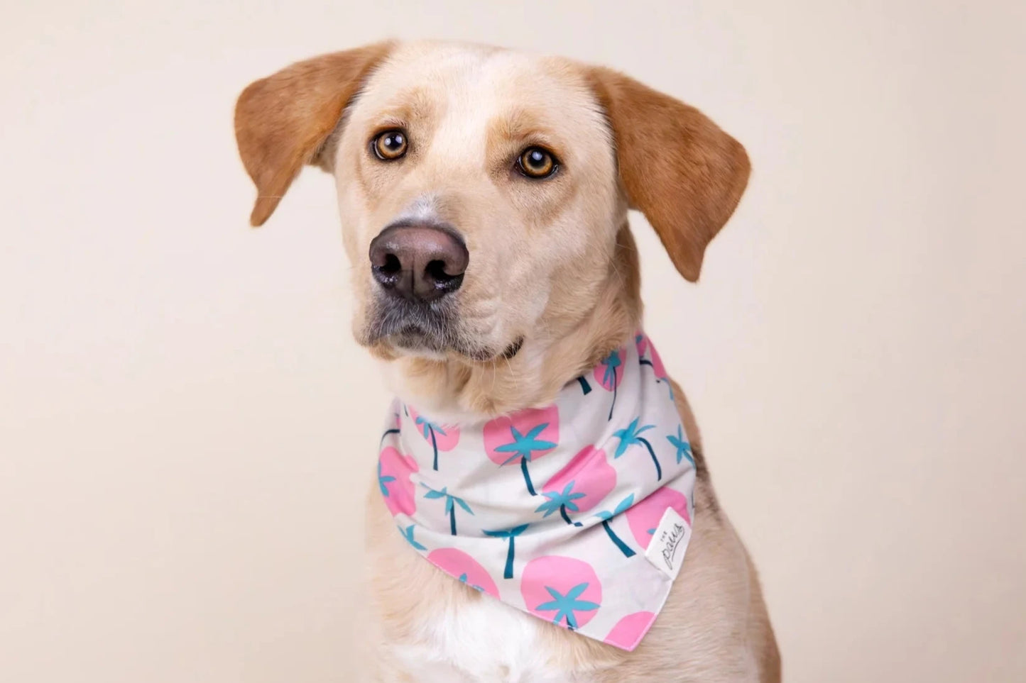 Palms Bandana