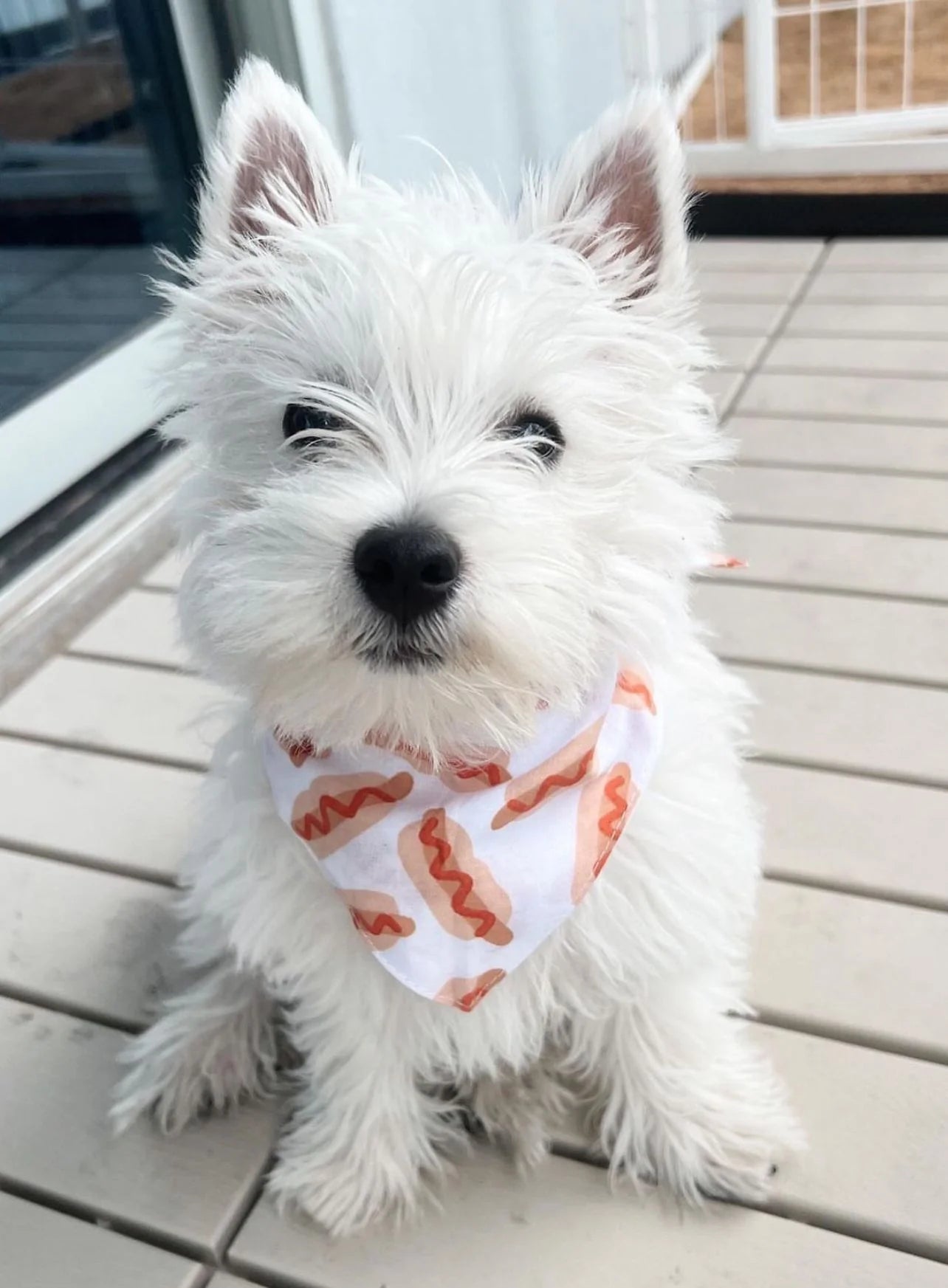Hotdog Bandana